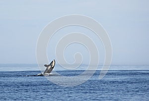 Transient Biggs Orca Whale Breach