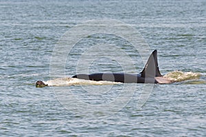 Transient Killer Whale Hunting Harbour Porpoise