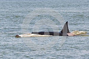 Transient Killer Whale Hunting Harbour Porpoise photo