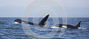 Transient Killer Whales