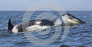 Transient Killer Whales photo