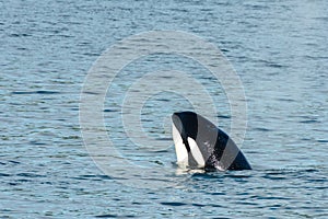 Transient Orca Whale spyhops in Saratoga Passage