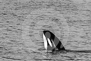 Transient Orca Whale spyhops in Saratoga Passage