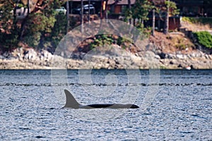 Transient orca whale swimming in the tranquil waters of Fulford Harbour, Salt Spring Island, Canada