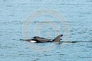 Transient Orca Whales seen in Saratoga Passage