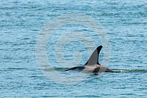 Transient Orca Whales seen in Saratoga Passage