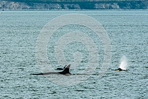 Transient Orca Whales seen in Saratoga Passage