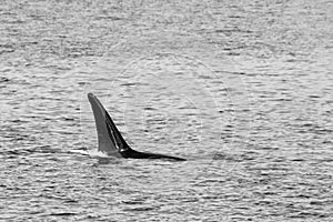 Transient Orca Whales seen in Saratoga Passage