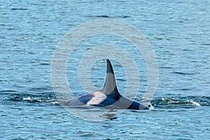 Transient Orca Whales seen in Saratoga Passage