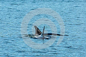 Transient Orca Whales seen in Saratoga Passage