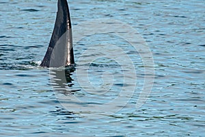 Transient Orca Whales seen in Saratoga Passage