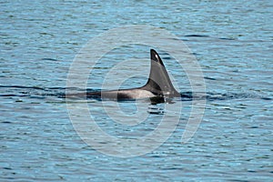 Transient Orca Whales seen in Saratoga Passage