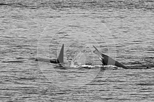 Transient Orca Whales seen in Saratoga Passage