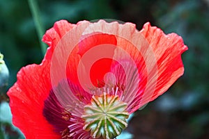 TRANSIENT RED POPPY FLOWER WITH MISSING PETAL