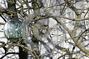 The transition to summer time, the arrival of spring, the clock on the background of branches with blooming buds on a bright sunny