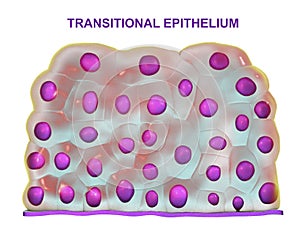 Transitional epithelium, found in urinary bladder, urethra and ureters photo