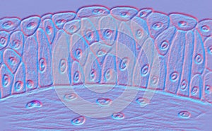 Transitional epithelium, illustration