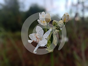 Translated from English- Cephalanthera longifolia, the narrow-leaved helleborine.