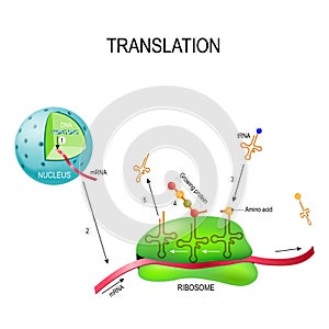Translation biological protein synthesis