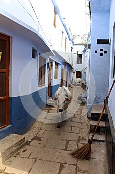 Translation: The narrow and colorful alley plus cows of Varana