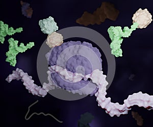 The translation of a nucleotide (DNA or RNA) sequence