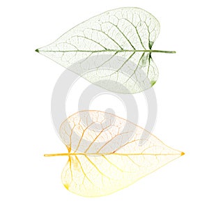 Leaf (PNG)