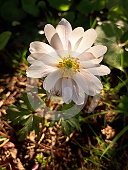 Translucent Anemone Blanda White Splendour Flower