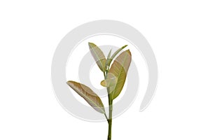 Translucent background of plant saplings white background