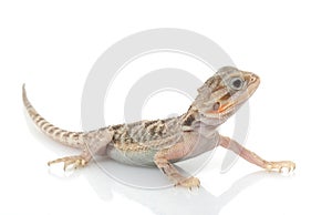 Translucent Bearded Dragon