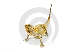 Translucent Bearded Dragon on Isolated White