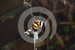 Translucent Butterfly. Mariposa translÃÂºcida. photo