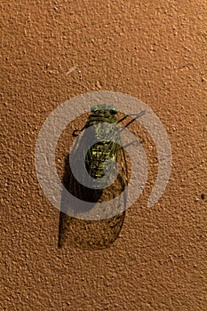 Translucent cicada on a wall in Taman Negara national park, Malays