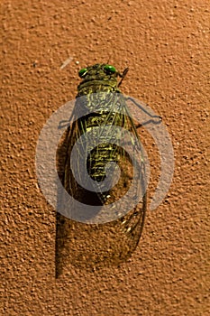 Translucent cicada on a wall in Taman Negara national park, Malays