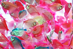 The translucent colorful tropical fish