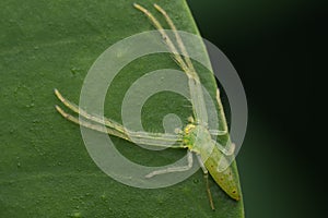 Translucent crab spider Oxytate virens Thomisidae