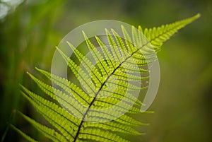 Translucent fern