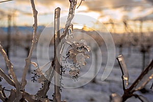 Translucent frozen grapes backlit by the setting sun. Orange sky in the background. Photo suitable as a mural for winemakers