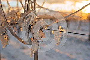 Translucent frozen grapes backlit by the setting sun. Orange sky in the background. Photo suitable as a mural for winemakers