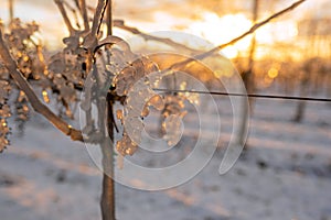 Translucent frozen grapes backlit by the setting sun. Orange sky in the background. Photo suitable as a mural for winemakers