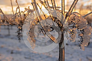 Translucent frozen grapes backlit by the setting sun. Orange sky in the background. Photo suitable as a mural for winemakers