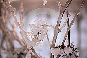 Translucent frozen grapes at dusk. Orange hue from the setting sun. Photo suitable as a mural for winemakers