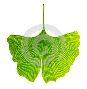 Translucent ginkgo biloba leaf in transmitted light photo
