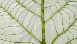 Translucent Leaf with Intricate Veins