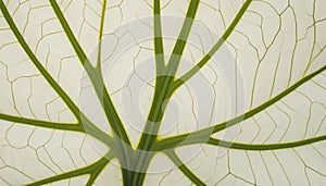 Translucent Leaf with Intricate Veins