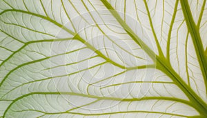 Translucent Leaf with Intricate Veins