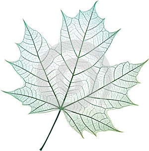Translucent leaf showing detailed veins design clipart. photo