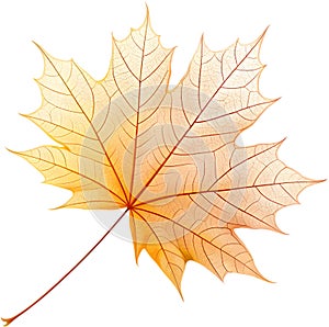 Translucent leaf showing detailed veins design clipart. photo