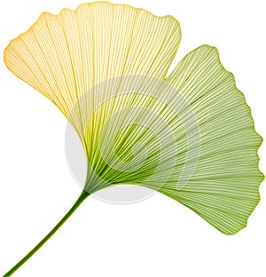 Translucent leaf showing detailed veins design clipart. photo