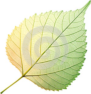 Translucent leaf showing detailed veins design clipart. photo