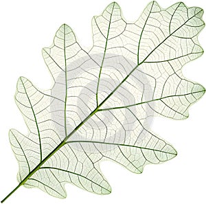 Translucent leaf showing detailed veins design clipart. photo